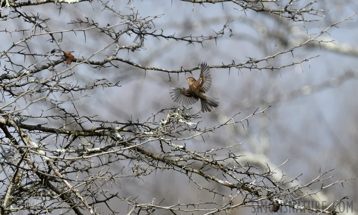 Spizella pusilla pusilla [400 mm, 1/4000 Sek. bei f / 8.0, ISO 1600]